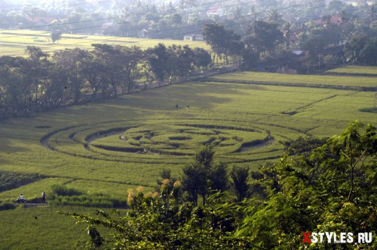 Круг на рисовом поле в Индонезии 2011.