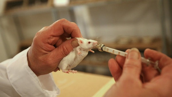 Биологи научились блокировать боль у мышей при помощи света