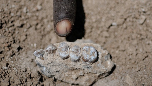 Палеонтологи нашли в Эфиопии останки "Люси"