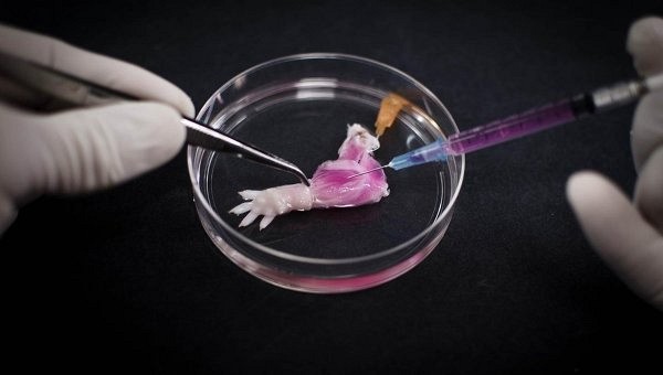 Ученые вырастили первую искусственную ногу крысы