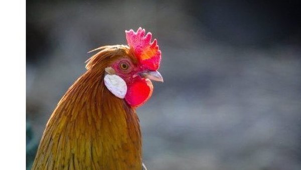 Ученые обнаружили новое состояние материи в глазу курицы